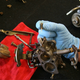 Illustration for article titled Rebuild Your Carburetor